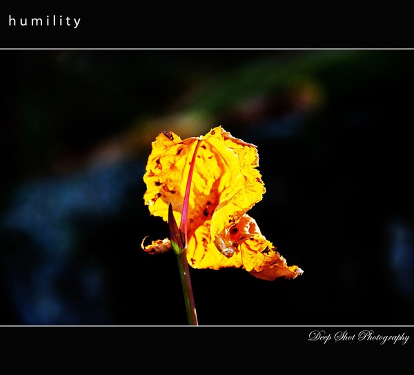 Stock Image of a plant.